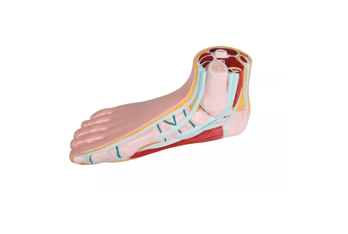 Normalfuß - Erler - Zimmer